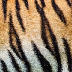 LadyTiger